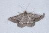 Isturgia murinaria